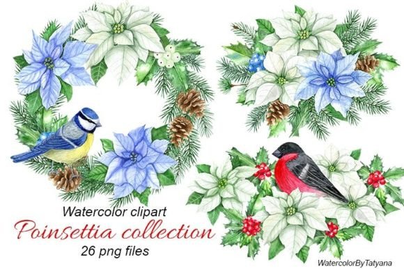 White and Blue Christmas Poinsettia Png in Modern Illustrations